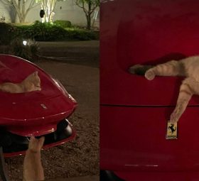 Aksi kucing 'oyen' lepak atas Ferrari F8 Tributo